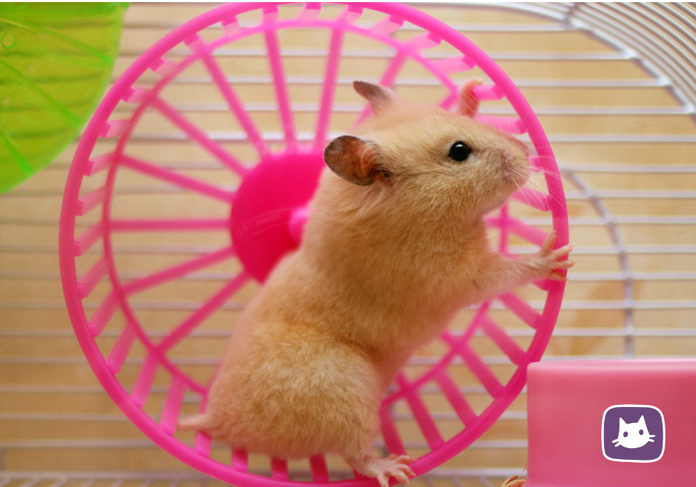 Hamster что делать. Хомяк сирийский. Джунгарский хомяк в колесе. Джунгарский хомячок. Сирийский хомяк фото