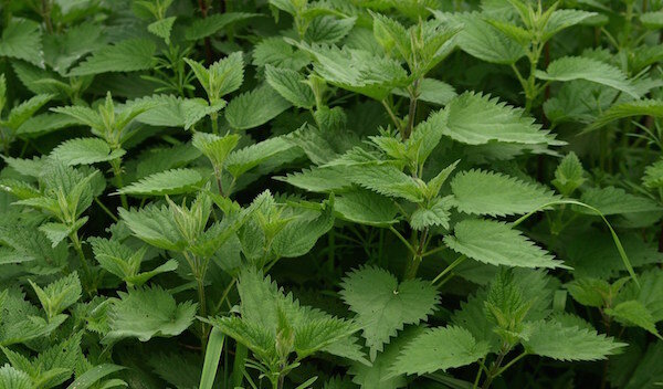 Фото: https://cdn.pixabay.com/photo/2014/05/01/13/07/stinging-nettle-335448_960_720.jpg