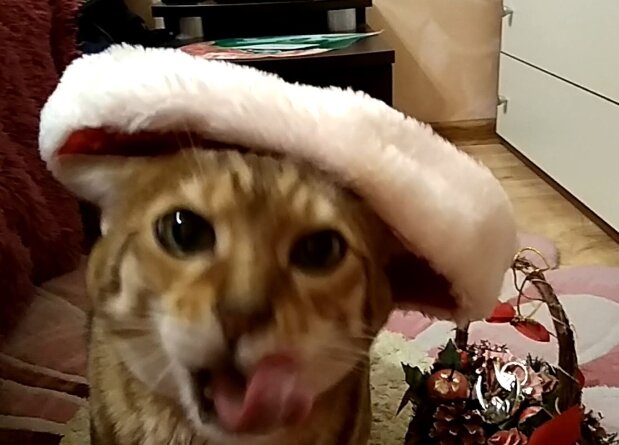 Хочу быть КотоМорозом и исполнять желания всех котиков.