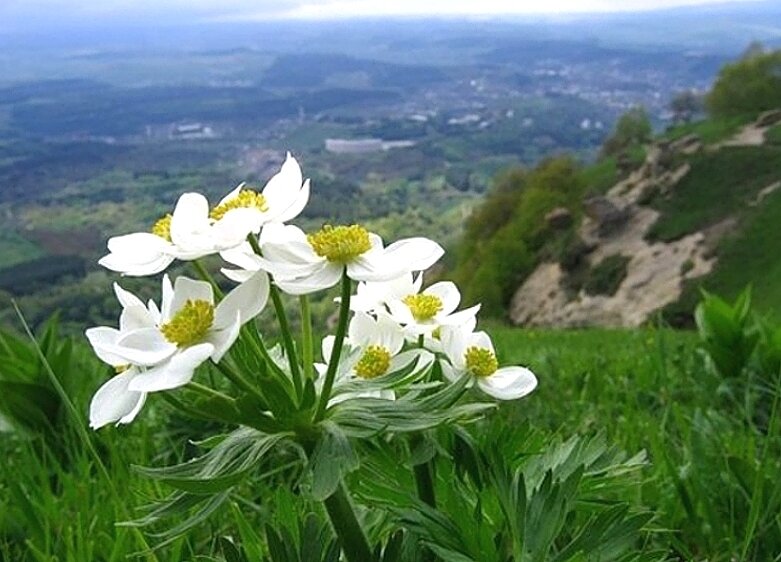 Горные лекарственные растения