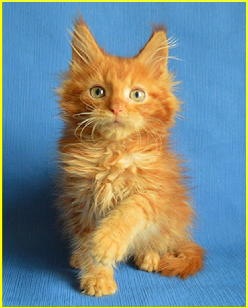 Фото котёнка из питомника  Adamand-coon