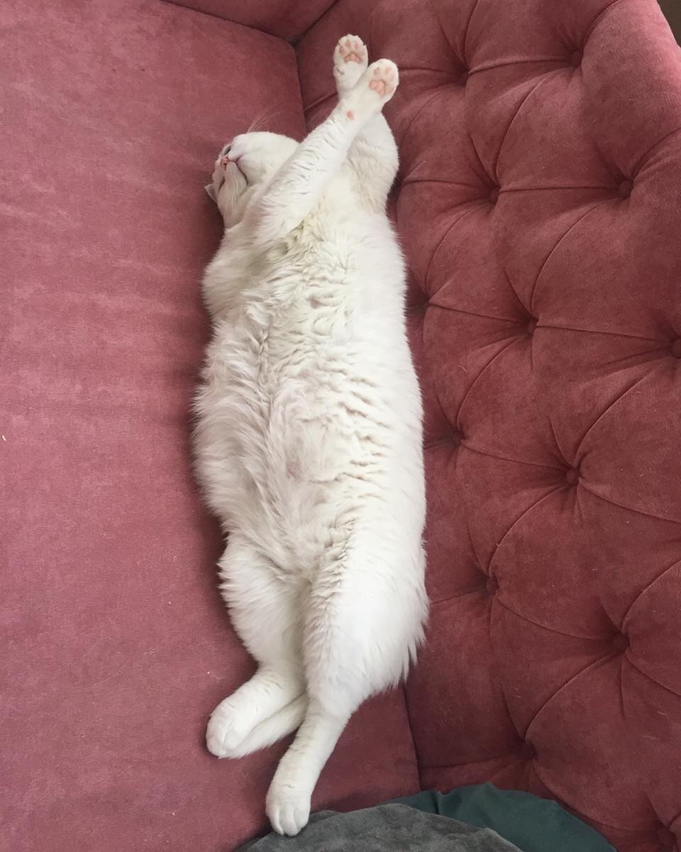 вы что не можете лечь и лежать. вы что не умеете лечь и лежать. только кот. хорошо выспаться и отдохнуть. умеет лежать.