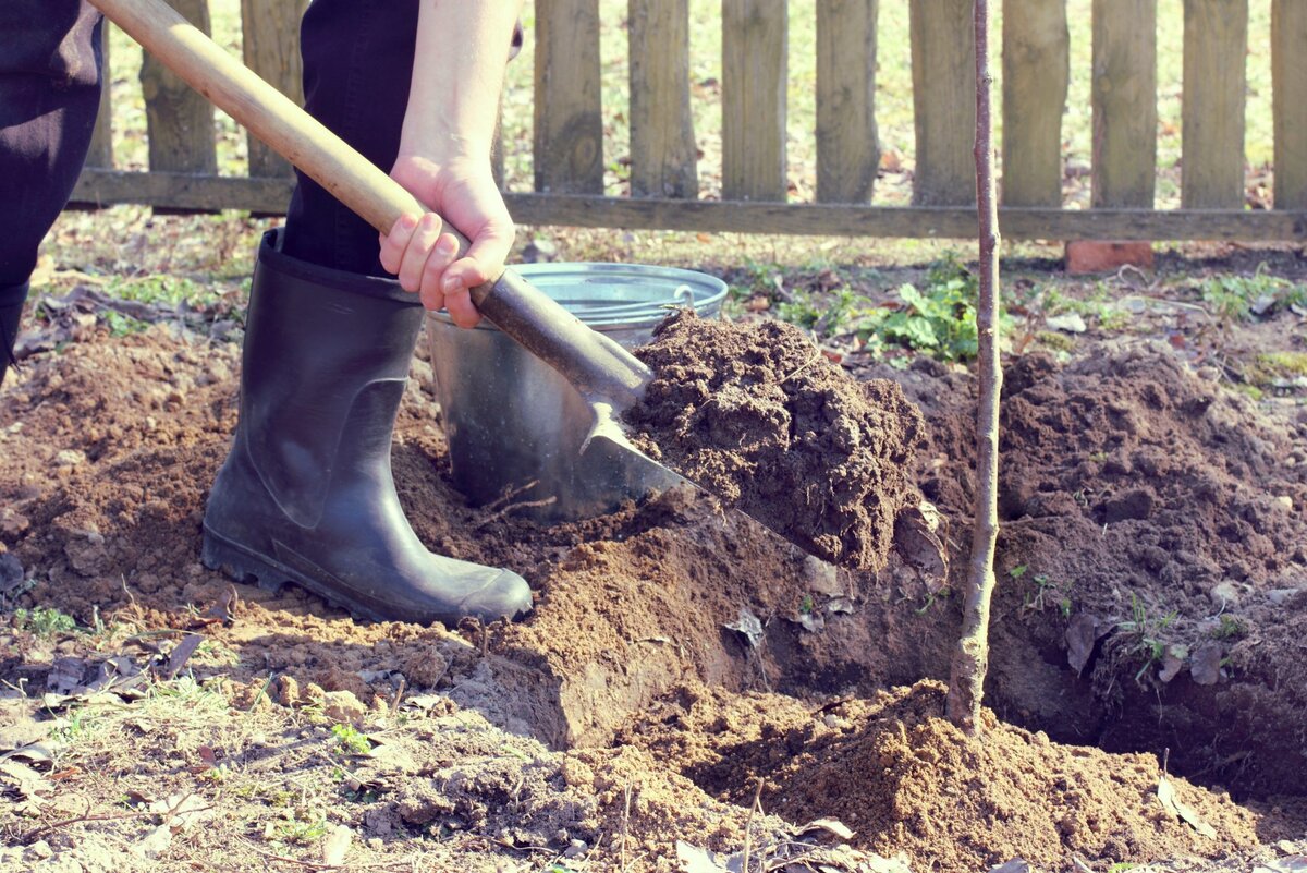 Как правильно посадить фруктовый сад