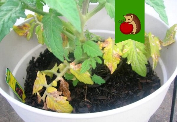 Фото: http://atmagro.ru/wp-content/uploads/2017/03/DSCN5498.jpg