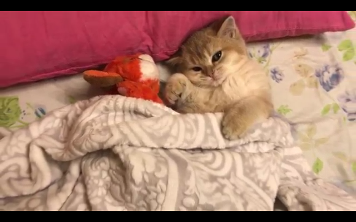 Кадр видео youtube.com/ViralHog