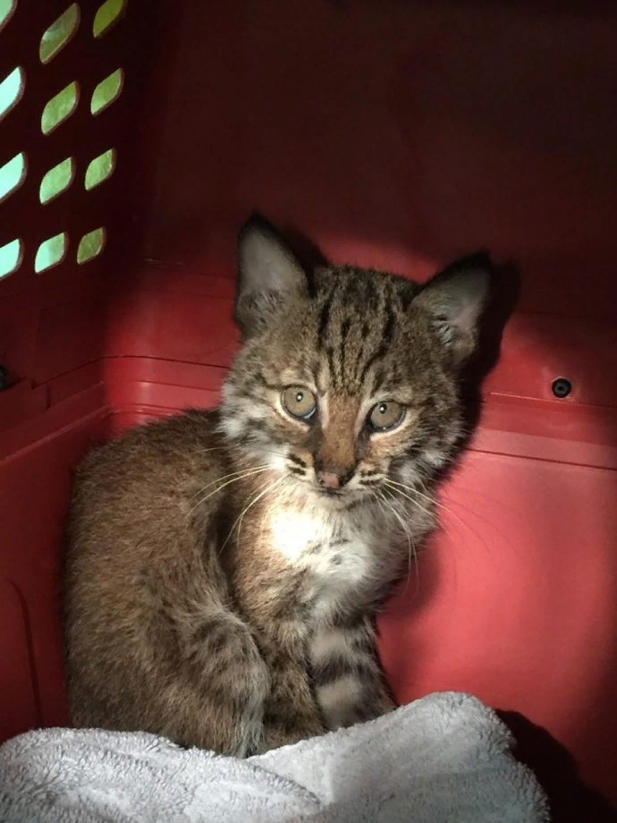 Из поиска Яндекс