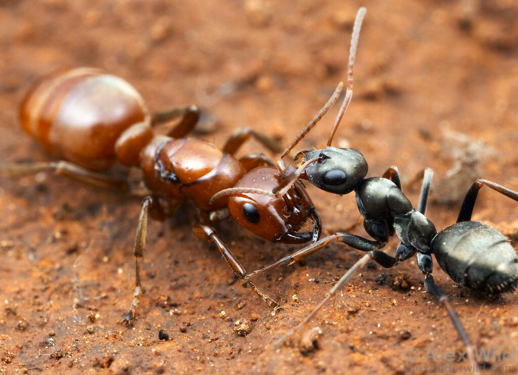 Термиты и муравьи. Polyergus rufescens. Муравьи рабовладельцы. Жёлтый муравей-Амазонка.