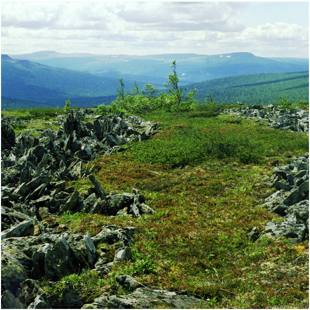 на стланнике и ягоде соболь бывает по осени  (фото автора)