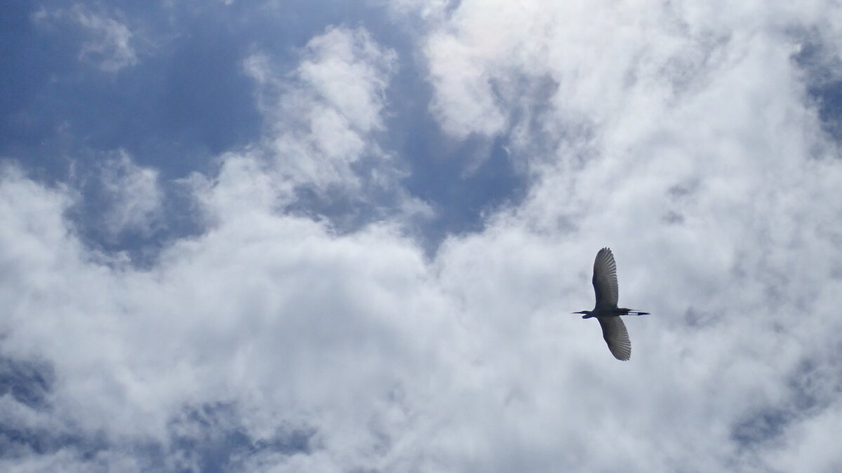 Белоснежная, изящная цапля