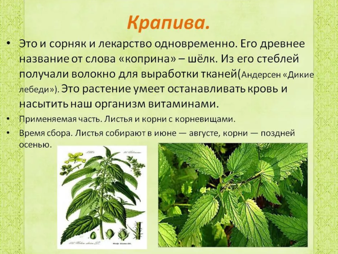 Информация о крапиве. Крапива лекарственное растение. Лечебное растение крап. Рассказ о лекарственных травах.
