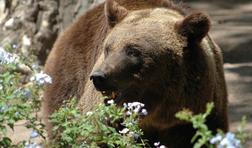 Фото с сайта pixabay.com