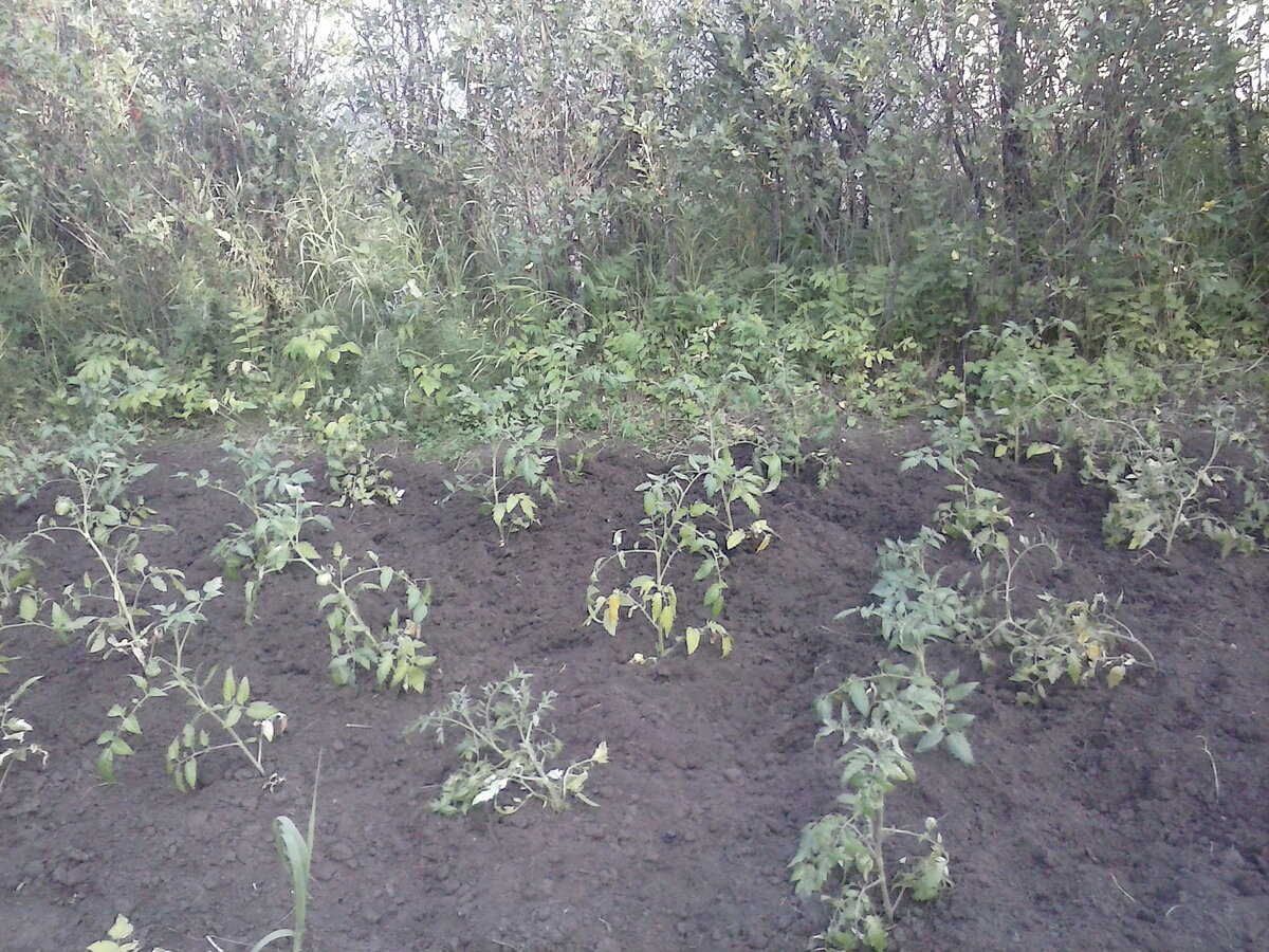 Моя помидорная плантация. Это еще не все.