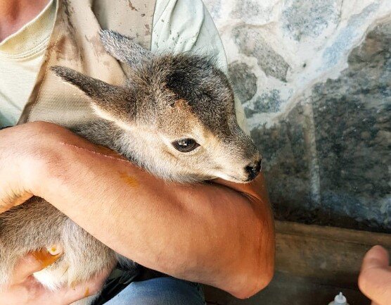 Маленькое чудо