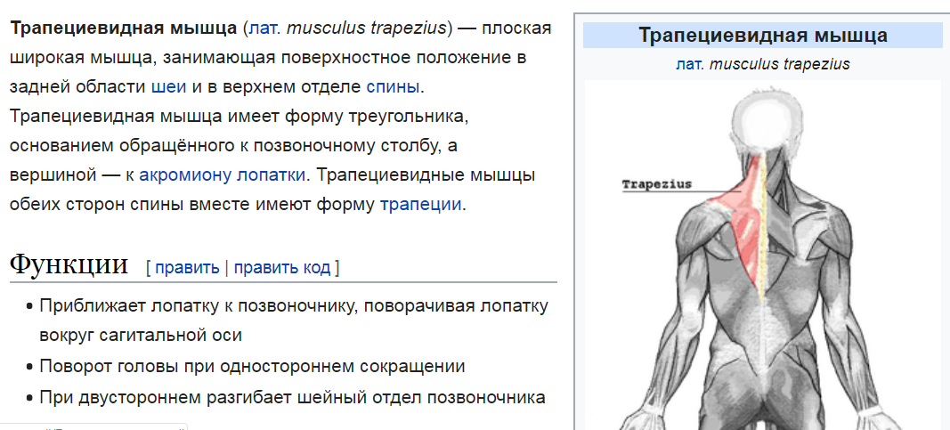 Выберите трапецию. Длинная головка трехглавой мышцы функции. Большая грудная мышца функции. Большая грудная мышца начало прикрепление функции. Функции прикрепления большой грудной мышцы.