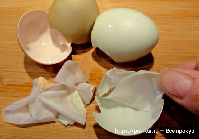Причины появления яиц с тонкой скорлупой 🥚🥚🥚 | Курочка | Дзен