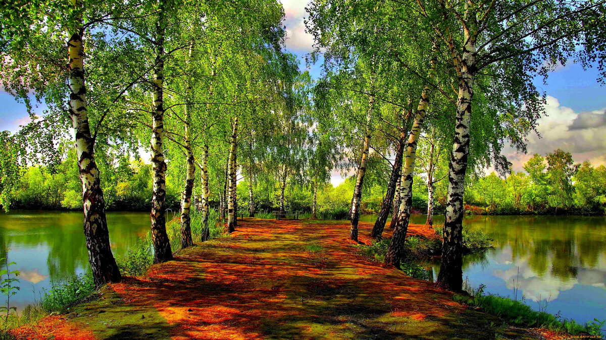 Фото берез в лесу