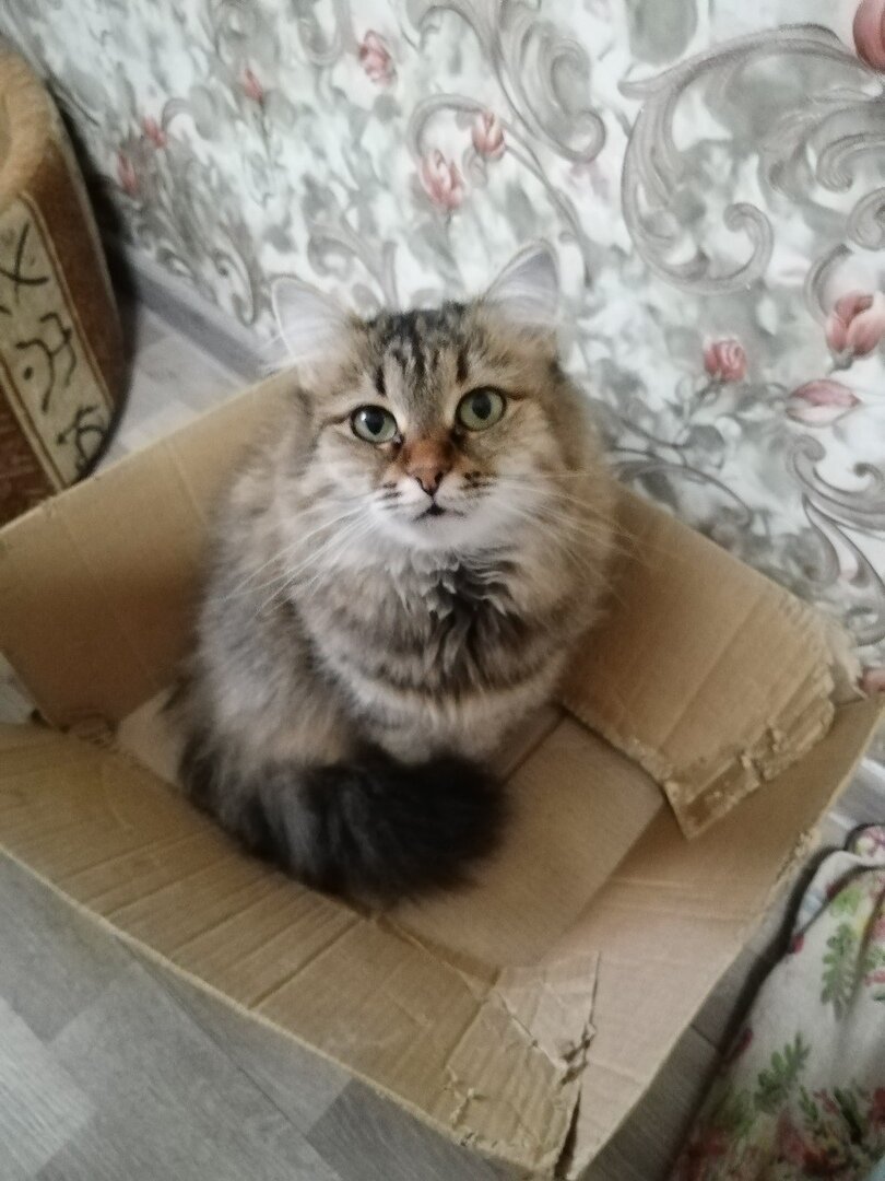 Пуффи кошка из Банды Дворян