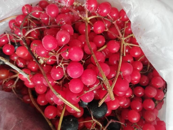 Мороженная калина может храниться несколько лет -фото из свободных источников