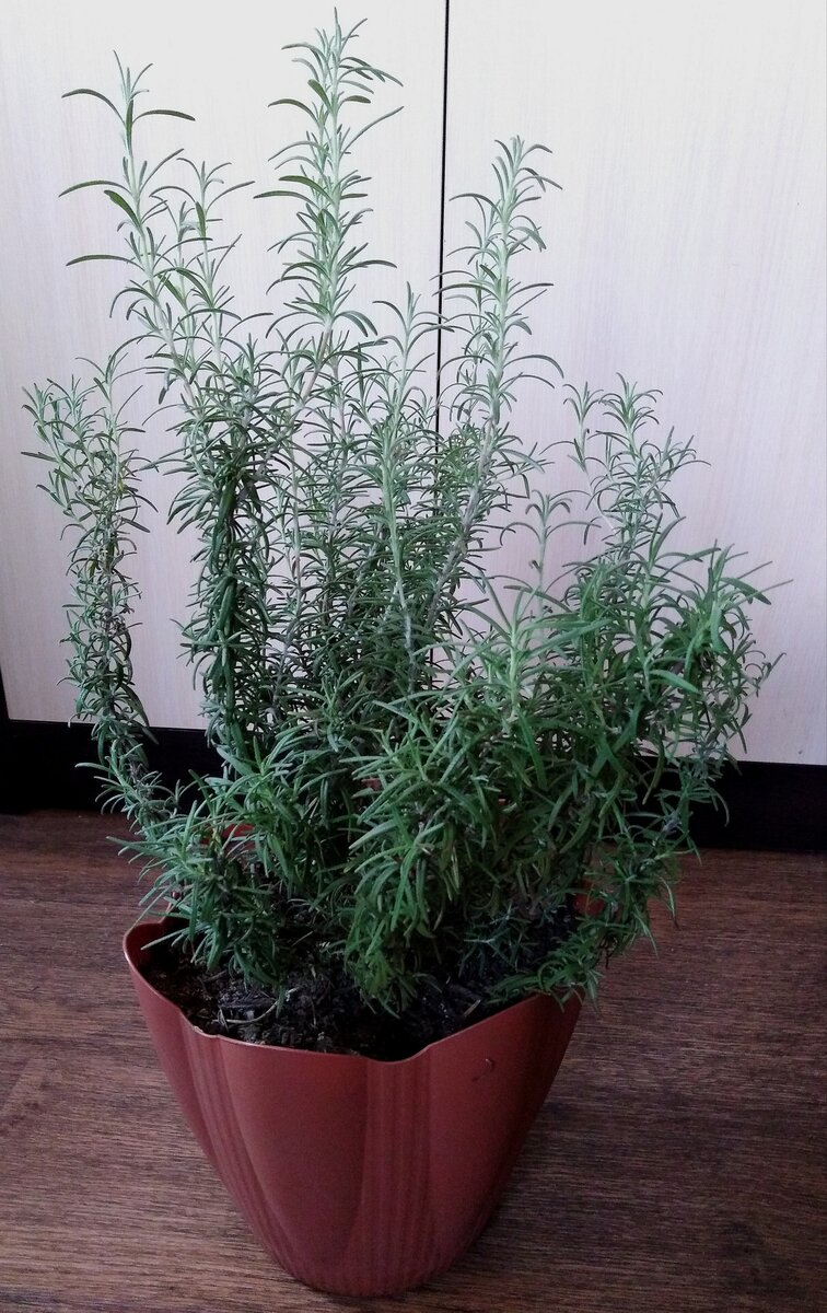 Трёхлетний розмарин.