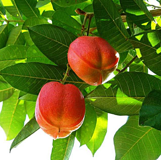 в таком виде есть категорически запрещено