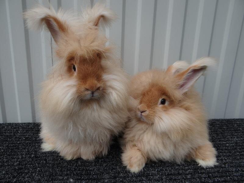 Фото находится в свободном доступе в сети Интернет