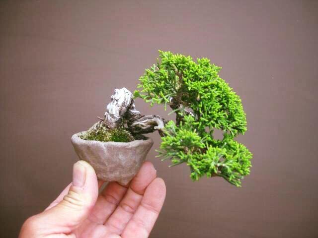 Можжевельник китайский в стиле полукаскад. Высота 7 см.