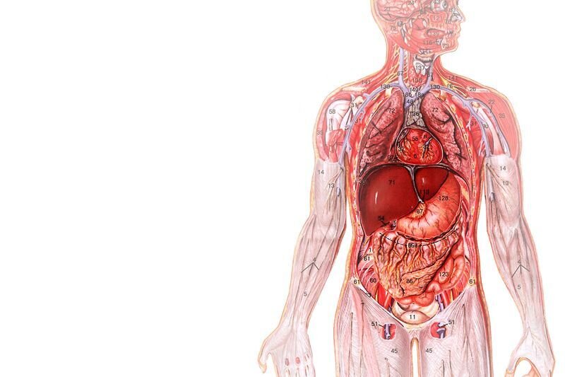 интересных фактов о человеческом теле  Человеческое тело – сложная и затейливая система, которую изучали лучшие умы на протяжении нескольких тысячелетий. И это крайне интересный факт, ведь, несмотря на это, наш организм способен удивить даже медиков, не говоря уже о людях без глубоких анатомических познаний. Мозг Импульсы от рецепторов к мозгу поступают с удивительной скоростью в 275 километров в час. Нашему мозгу для работы нужна энергия, соизмеримая с энергией обычной лампочки. Электронный эквивалент объема памяти человеческого мозга может достигать тысячи терабайт. Около 20% воздуха из кровяного потока уходит на работу мозга. Головной мозг более активен ночью, когда мы спим, чем днем во время бодрствования. Чем выше интеллект, тем больше снов вы видите. Нейроны и ткань головного мозга способны к регенерации на протяжении всей нашей жизни. Различные типы нейронов передают информацию с различной скоростью. Мозг не способен чувствовать боль, в нем отсутствуют болевые рецепторы. Ткань головного мозга на четыре пятых состоит из жидкости. Ногти и волосы Женские волосы в среднем в два раза тоньше мужских, кроме того, толщина и жесткость волос зависит от расовой принадлежности. Борода и усы растут быстрее, чем все остальные волосы. От 30.000 руб. в месяц на Яндекс.Дзен dzenprofi.ru Регистрируйтесь бесплатно По вечерам в 20.00 Записи уроков Перейти ₽ Среднестатистический волос способен выдержать вес стограммовой плитки шоколада. Ногти на ногах растут в 4 раза медленнее, чем на руках. Каждый день у человека выпадает от полусотни до сотни волосинок. У блондинов наибольшее количество волос, но зато они тоньше. Ноготь на среднем пальце руки растет быстрее всего, вероятно, потому, что этот палец - самый длинный. На теле человека очень много волос, столько же, сколько у наших ближайших родственников-приматов, просто не все они так явно видны. Один волос может оставаться на своем месте в среднем от трех до семи лет. Человеческий волос разлагается настолько медленно, что является практически неразрушимым. Прежде чем облысение становится заметно окружающим, человек теряет больше 50% волосяного покрова. Внутренние органы Сердцебиение генерирует достаточно давления, чтобы поток крови выливался на расстояние 9 метров. Тонкий кишечник является самым объемным внутренним органом в человеческом организме. Площадь поверхности одного человеческого легкого составляет приблизительно одну пятую футбольного поля. Желудочная кислота способна растворить тонкие лезвия. Общая длина кровеносной системы человека составляет 96 500 километров. Для сравнения: окружность Земли - всего 40 000 километров. Слизистая оболочка желудка обновляется каждые три-четыре дня. Сердцебиение женщин быстрее, чем мужчин. Ученые насчитали около 500 полезных функций, которые выполняет печень. Диаметр аорты совпадает с диаметром огородного шланга. Левое легкое немного меньше правого из-за того, что с левой стороны расположено сердце. Человек в состоянии выжить без огромной части своих внутренних органов, например селезенки, 75% печени, 80% кишечника, желудка, почки, легкого и всех органов тазовой области. Конечно, без большей части внутренних органов жить не просто, но возможно. Надпочечные железы меняют свой объем на протяжении жизни человека. Базовые функции организма Поток воздуха во время чихания движется со скоростью 160 километров в час. Во время кашля скорость движения воздуха снижается до 95 км/ч. Полный мочевой пузырь совпадает по размеру с крупным грейпфрутом. Практически 75% испражнений состоит из воды. Женщины мигают в два раза чаще, чем мужчины. Ушная сера вырабатывается для сохранения здоровья ушей. На ступнях расположено около пятисот тысяч потовых желез, которые способны выделять пол-литра пота ежедневно. За целую жизнь человек выделяет столько слюны, что ею можно заполнить два олимпийских бассейна. ₽ От 30.000 руб. в месяц на Яндекс.Дзен dzenprofi.ru   Логистический колледж! distant-college.ru   Среднестатистический человек сталкивается с приступами метеоризма около 14 раз в день. Репродукция Самая крупная клетка человеческого организма – яйцеклетка, а самая мелкая – сперматозоид. Зубы начинают появляться за полгода до рождения ребенка на свет. Отпечатки пальцев появляются у эмбриона на трехмесячном сроке. Беременные женщины в начале беременности видят частые сны о лягушках, домашних растениях и червяках. Почти все младенцы рождаются голубоглазыми. При сравнительном соотношении веса новорожденный младенец сильнее быка. Один из двух тысяч младенцев рождается с уже выросшим зубом. Каждый из нас полчаса своего существования провел в форме одноклеточного существа. Большинство мужчин испытывают эрекцию несколько раз за ночь. Органы чувств После плотной трапезы слух становится хуже. Около одной трети человечества обладает идеальным зрением. В отличие от мужчин, женщины обладают более развитым чувством обоняния. Если продукт не способен раствориться в слюне, мы не способны попробовать его на вкус. Человек способен запомнить около 50 тысяч различных запахов. Даже слабый шум заставляет зрачки немного расширяться. У каждого человека есть свой запах, который совершенно уникален; его нет только у близнецов. Запах идентичных близнецов – идентичен. Старость и смерть Прах кремированного тела весит в среднем 4 килограмма. Ногти и волосы не растут после смерти, они кажутся длиннее из-за того, что мышцы и кожа усыхают. К 60 годам люди теряют около половины всех своих вкусовых рецепторов. Размер глаз не меняется совсем, а вот нос и уши не перестают расти до самой смерти. К 60 годам больше половины мужчин и чуть меньше половины женщин начинают храпеть во сне. Человек сохраняет сознание на протяжении 20 секунд после обезглавливания. Болезнь Чаще всего, по статистике, сердечные приступы случаются в понедельник. Человек может просуществовать без еды дольше, чем без сна. Обычный, несильный солнечный ожог способен сильно повредить кровеносные сосуды. Почти 90% заболеваний могут быть либо вызваны, либо осложнены стрессом. Мышцы и кости Для улыбки нужно задействовать 17 мышц, а для хмурого выражения лица – 43. По утрам мы на 1 см выше, чем перед сном, из-за того, что вертикальное положение способствует давлению на позвоночник. При рождении число костей составляет 300. Со временем некоторые из них срастаются, и у взрослого человека их меньше – 206. Самая твердая кость – челюсть. Самая сильная мышца в теле человека – язык. Чтобы сделать один шаг, человек должен задействовать 200 различных мышц. Зуб – единственная часть тела, не способная себя вылечить. Чтобы потерять вновь приобретенные мускулы, нужно в два раза больше времени, чем для того, чтобы набрать мышечную массу. Кость крепче некоторых стальных сплавов. Из 206 костей человеческого организма 52 приходится на ступни. Клетки На каждом квадратном сантиметре кожи живет около 16 миллионов бактерий. Внешний кожный покров человека обновляется каждые 27 дней. Каждый день человеческий организм вырабатывает 300 миллиардов клеток. В нашем организме ежеминутно погибает около 300 миллионов клеток. Ежечасно мы сбрасываем около полумиллиона частиц омертвевшей кожи. Отпечаток языка человека так же уникален, как и отпечатки пальцев. В организме человека достаточно железа, чтобы сплавить гвоздь длиной в 7 сантиметров. Самая распространенная группа крови – первая. Около половины населения Земли обладают кровью этого типа. Цвет губ такой яркий потому, что капилляры в них расположены прямо под тонким слоем кожи. Разное Размер головы младенца составляет 25% длины всего его тела. Размер головы взрослого человека составляет всего одну восьмую роста. Чем холоднее в спальне, тем сильнее вероятность того, что вам приснится кошмар. Слезы и слизь содержат в себе энзим, способный разрушить оболочку многих бактерий, таким образом они защищают нас от инфекции. За полчаса тело человека вырабатывает достаточно энергии, чтобы довести до кипения 4 литра воды. Уши вырабатывают больше серы, когда нам страшно. Невозможно защекотать самого себя. Размах рук обычно совпадает с ростом. Люди - единственные представители животного мира, способные плакать из-за эмоций. По статистике, правши живут на 9 лет дольше, чем левши. Женщины сжигают калории медленнее мужчин. У коал и приматов тоже уникальные отпечатки пальцев. Углубление между носом и верхней губой называется подносовым желобком. 