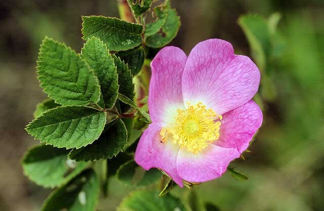 Шиповник (Rosa tomentosa) - дикая роза. Фото: Автор: Hans Hillewaert