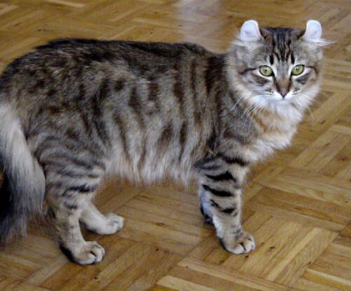 Самые любимые домашние кошки - фото и описание породы