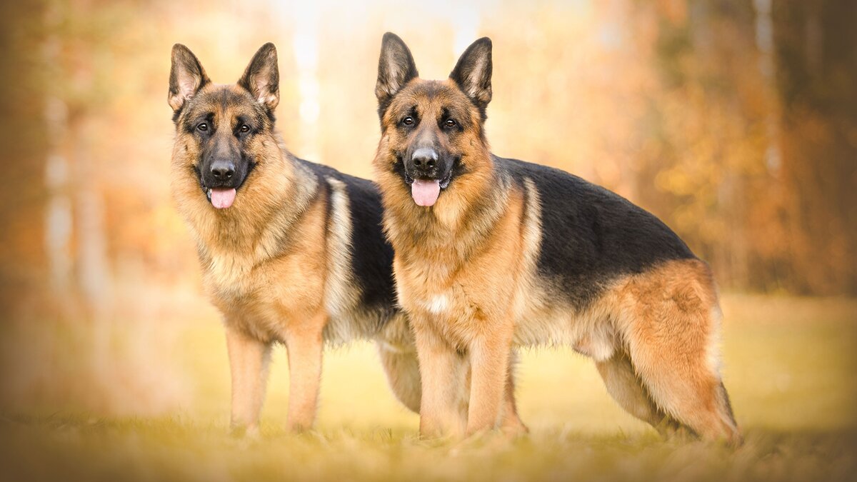 https://s1.1zoom.ru/b4953/607/Dogs_German_Shepherd_Two_540046_2560x1440.jpg