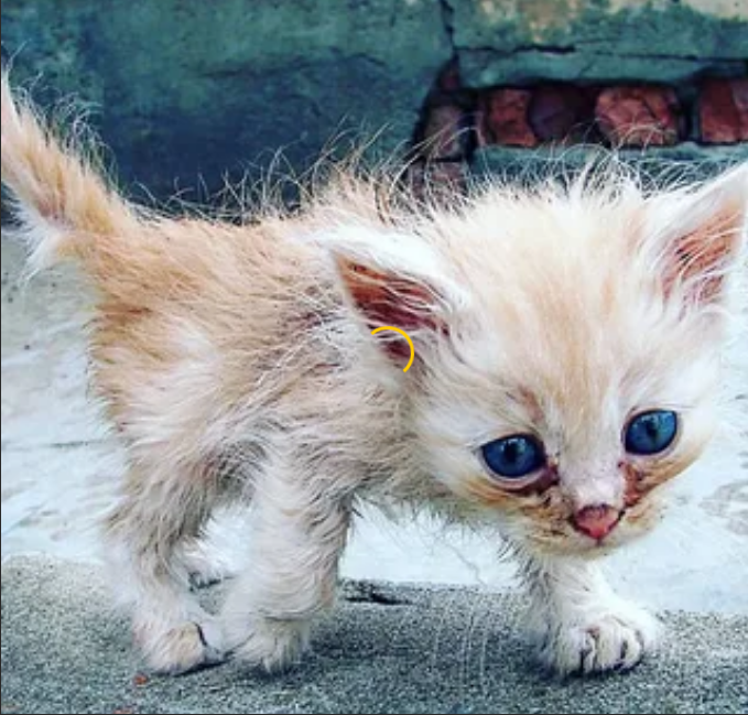 Жалко котенка. Маленькие бездомные котята. Жалкий котенок. Бедные котята.