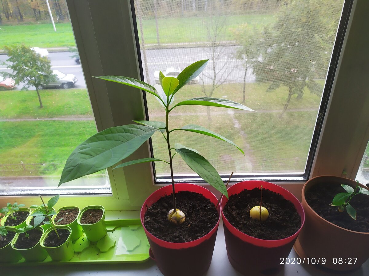 Этому деревцу около 2-3 месяцев