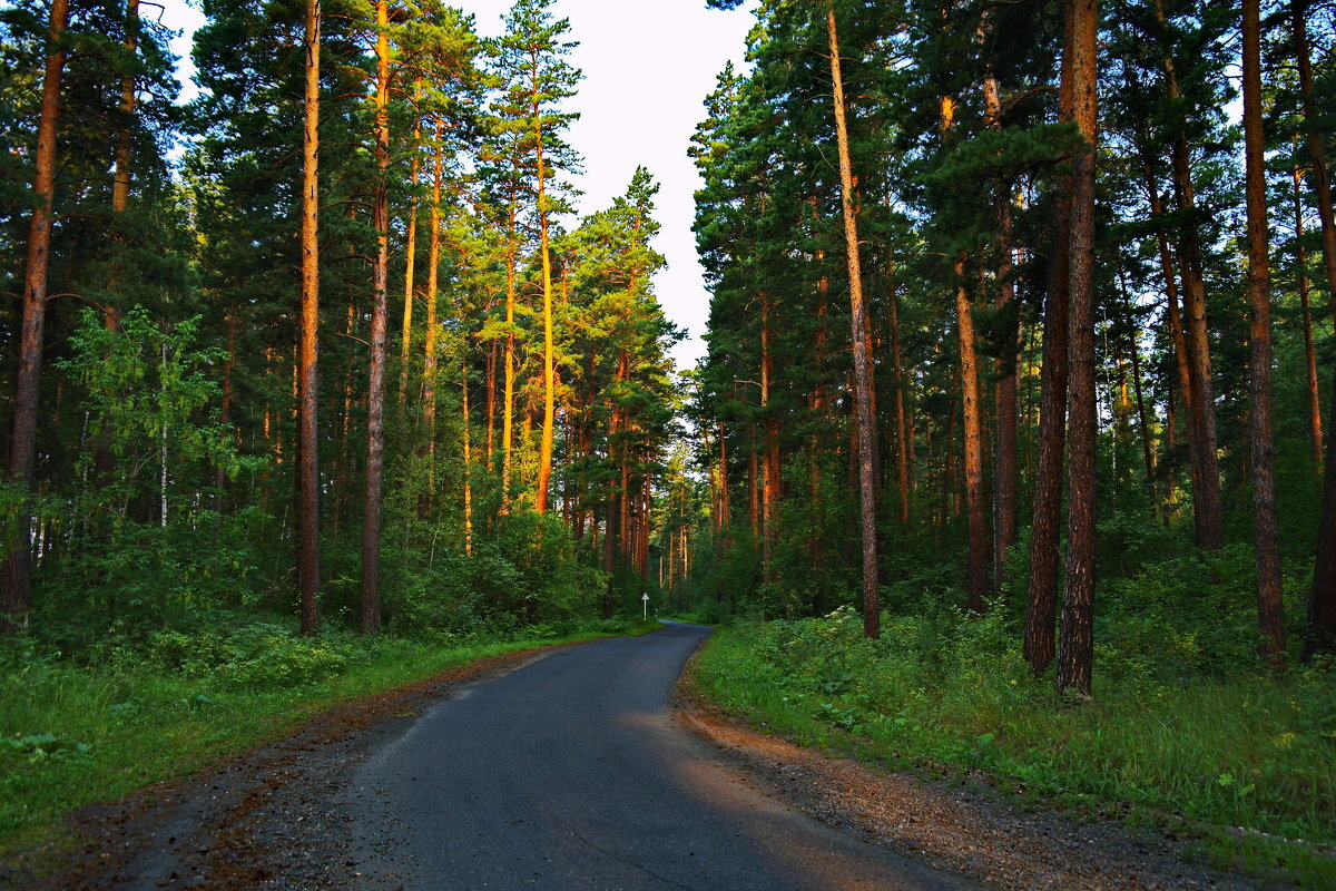 Сосновый лес.
