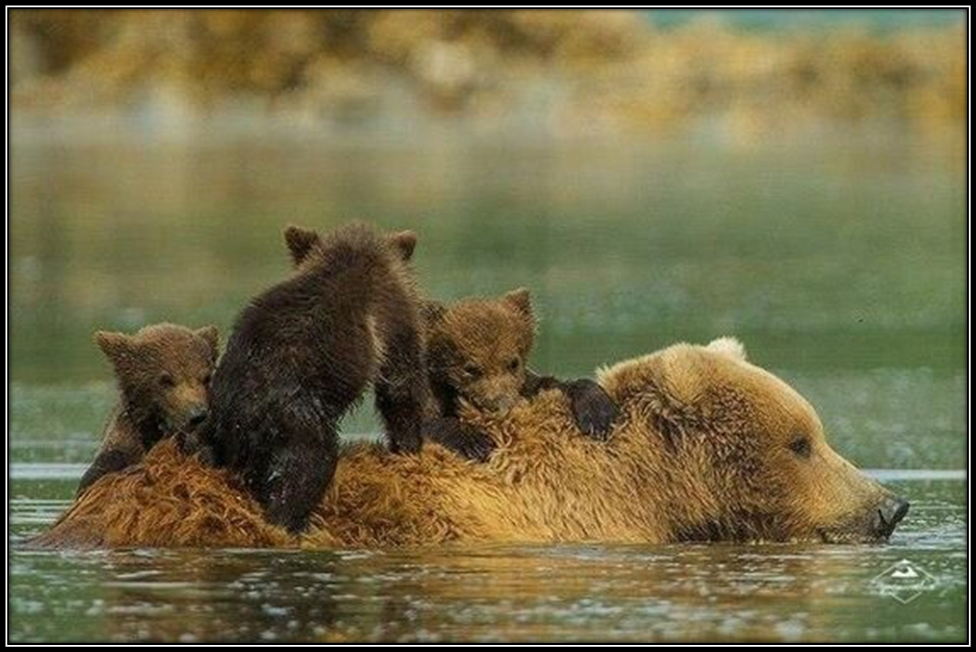 Слушать без остановки медведицы. Медвежонок купается. Медведица с медвежатами. Медведь Медведица Медвежонок. Медведь с медвежонком.