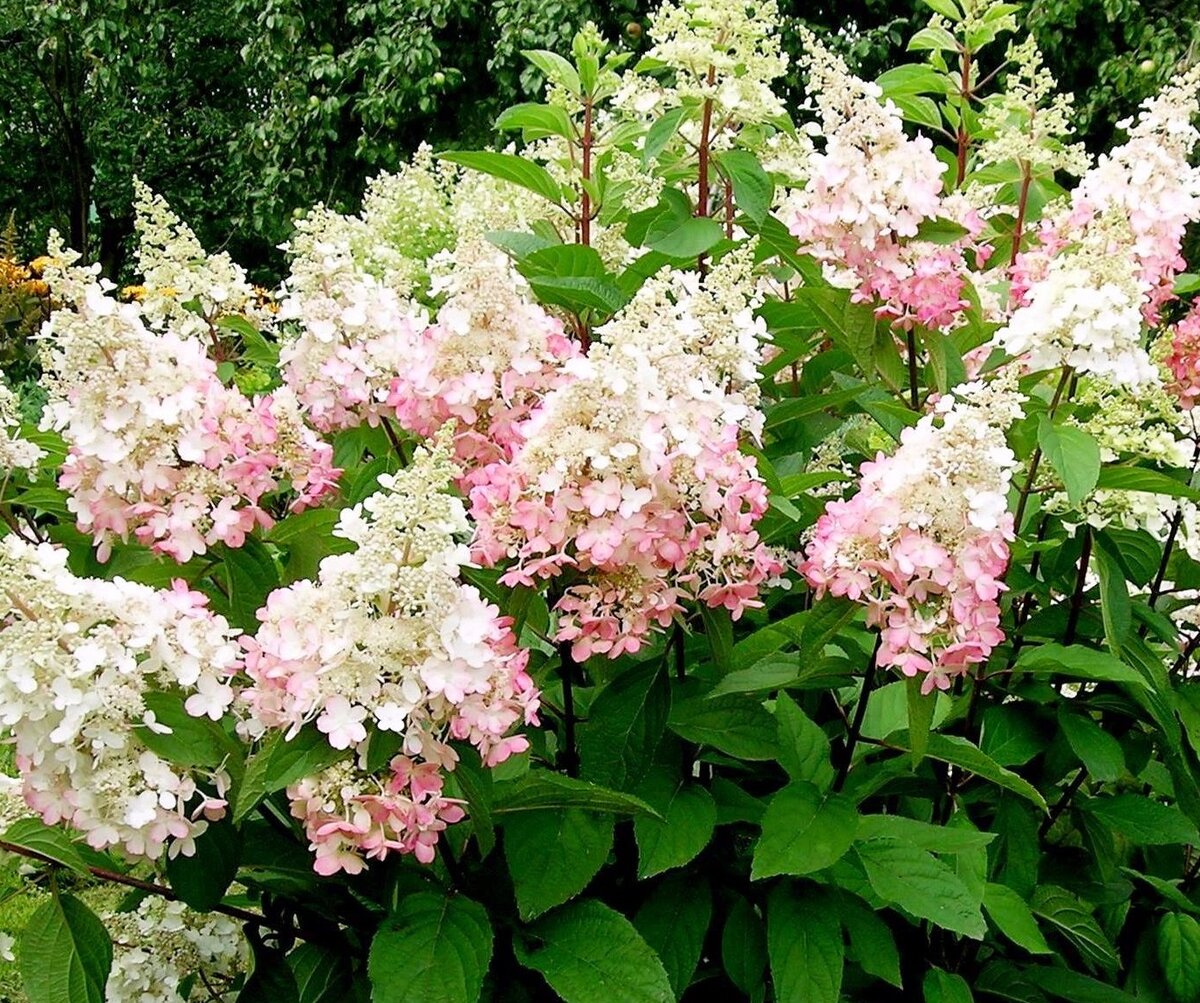 Гортензия метельчатая (Hydrangea paniculata `Confetti`)