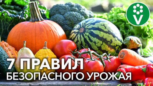 ПОДРУЖИТЕСЬ С НИТРАТАМИ! Как употреблять овощи и фрукты без риска для здоровья?