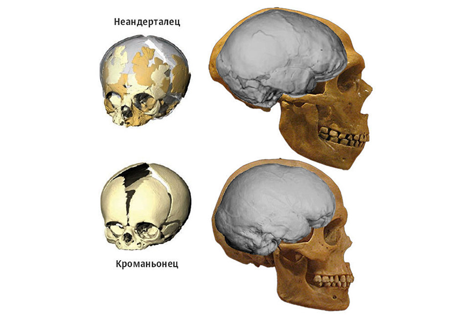 Кроманьонец строение черепа объем мозга. Череп кроманьонца и современного человека. Череп неандертальца и кроманьонца. Форма черепа неандертальца и кроманьонца. Мозг древнего человека и современного