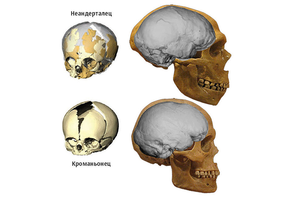 Кроманьонец строение черепа объем мозга. Сравнение черепа неандертальца и кроманьонца. Череп кроманьонца и современного человека. Череп неандертальца и кроманьонца.