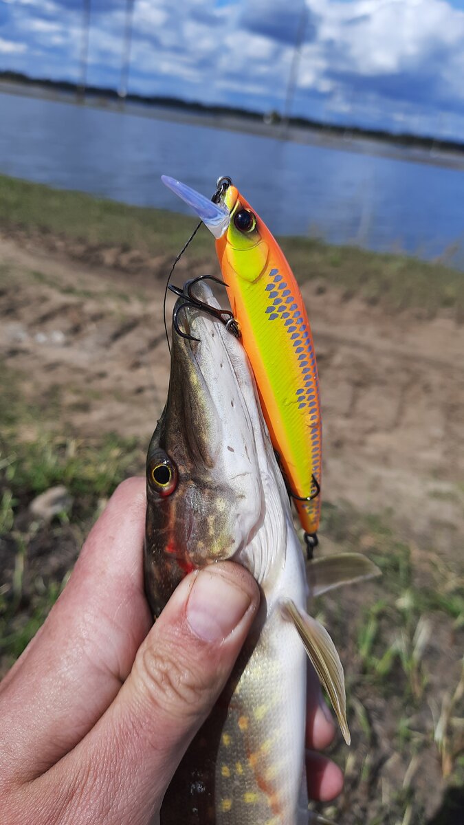 В тот день хороших щук не увидели, но хоть что то поймать удалось именно на Collector