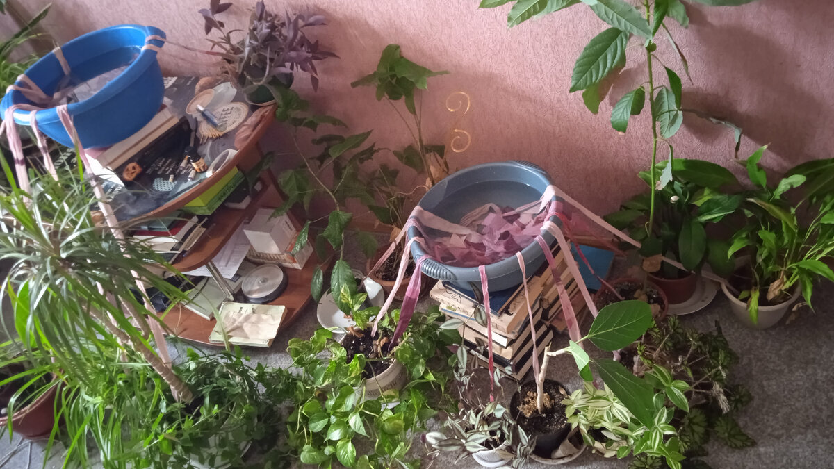 В последний момент долила тазы до краëв. На этом фото они еще незаполнены. 
