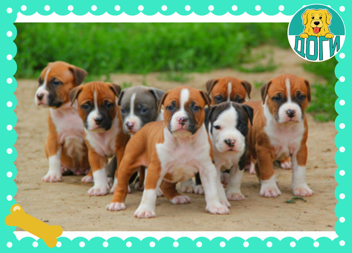 Много милых щенков. Фото в свободном доступе