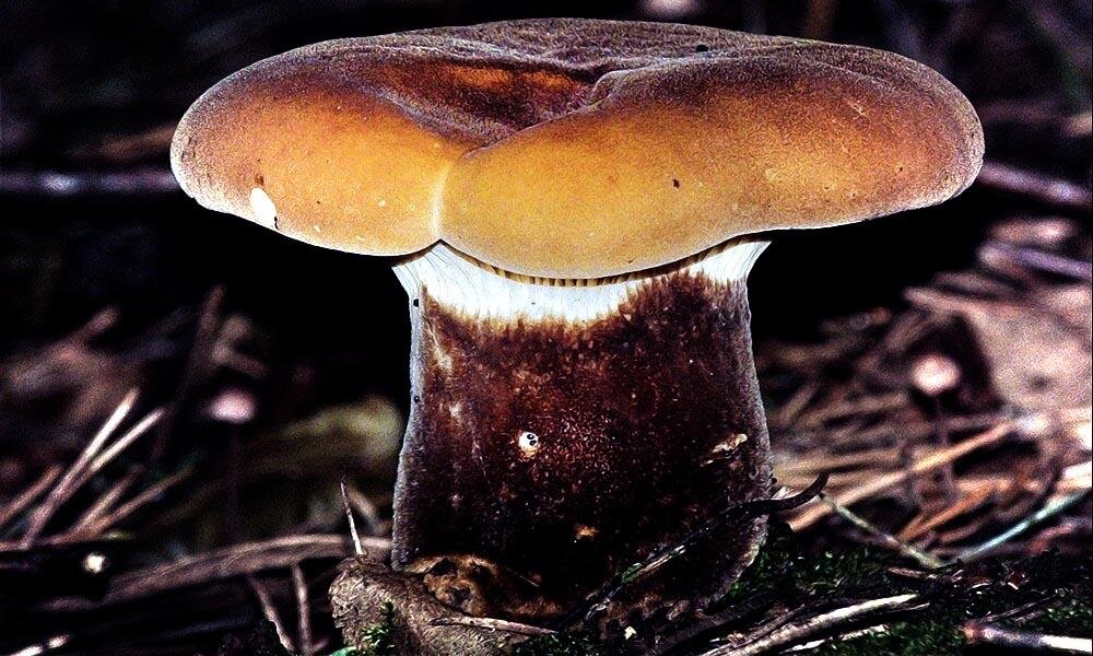 толстая свинушка;