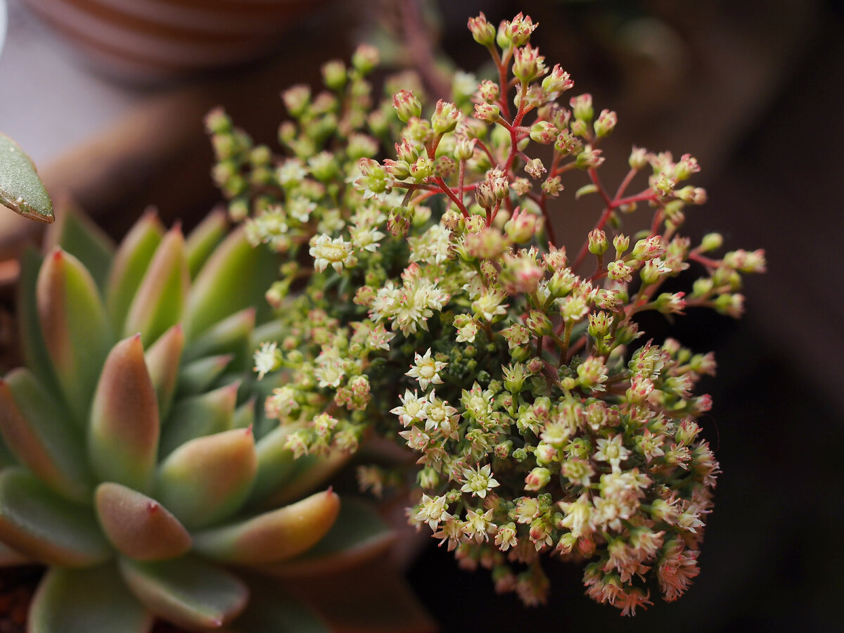 Цветки синокрассулы и эхеверия
