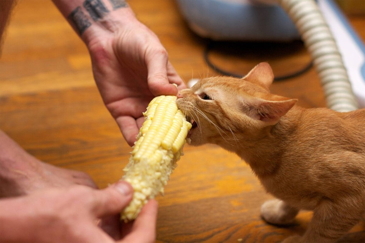 Кошки едят хозяев. Рыжий кот кушает. Кошачья еда. Коты едят. Кот ест овощи.