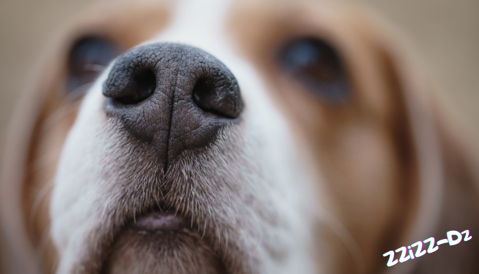 Действительно ли отпечатки собачьих носов уникальны?