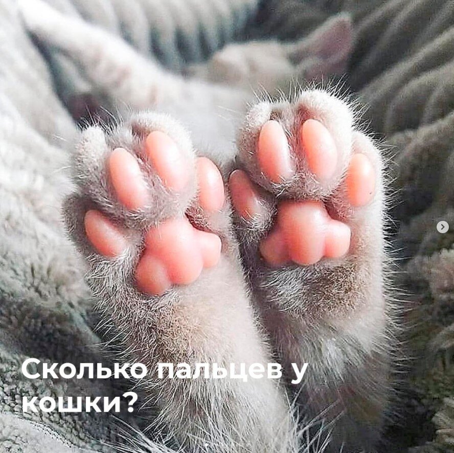 Сколько пальцев у кошки? | Афина | Дзен