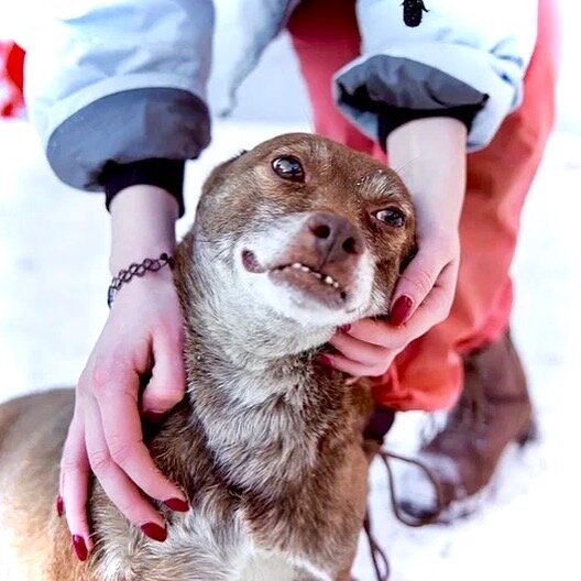 Стич в приюте для животных! 