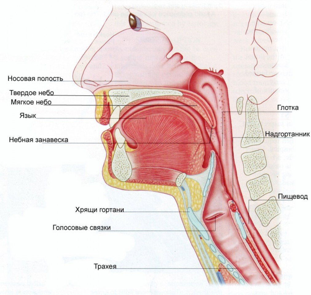 Язык пищевод. Строение речевого аппарата небная занавеска. Анатомия человека горло гортань пищевод. Строение гортани трахеи анатомия. Структура речевого аппарата.