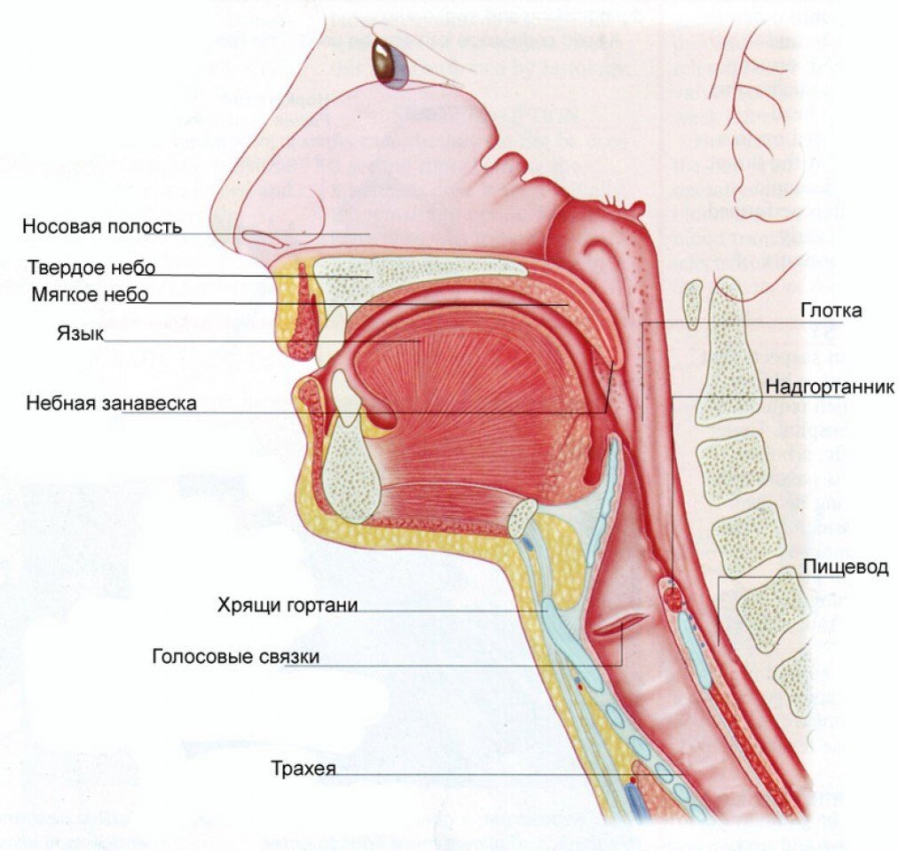 Ротовая полость пищевод. Надгортанник анатомия. Анатомия горла и гортани человека. Рот человека строение гортани анатомия. Анатомия носоглотки и гортани.