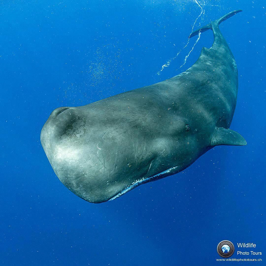 Кашалот. Фото Франко Банфи: wildlifephototours.ch